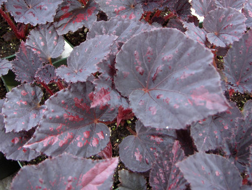 B. ‘Black Ruby’